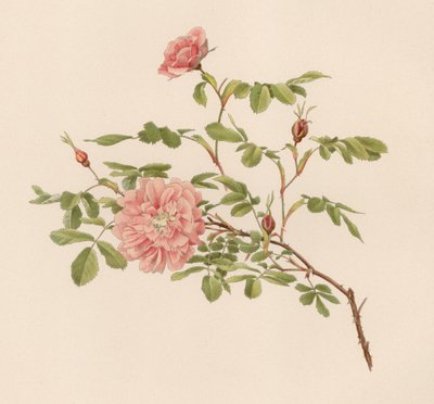 Rosa inglesa de English School